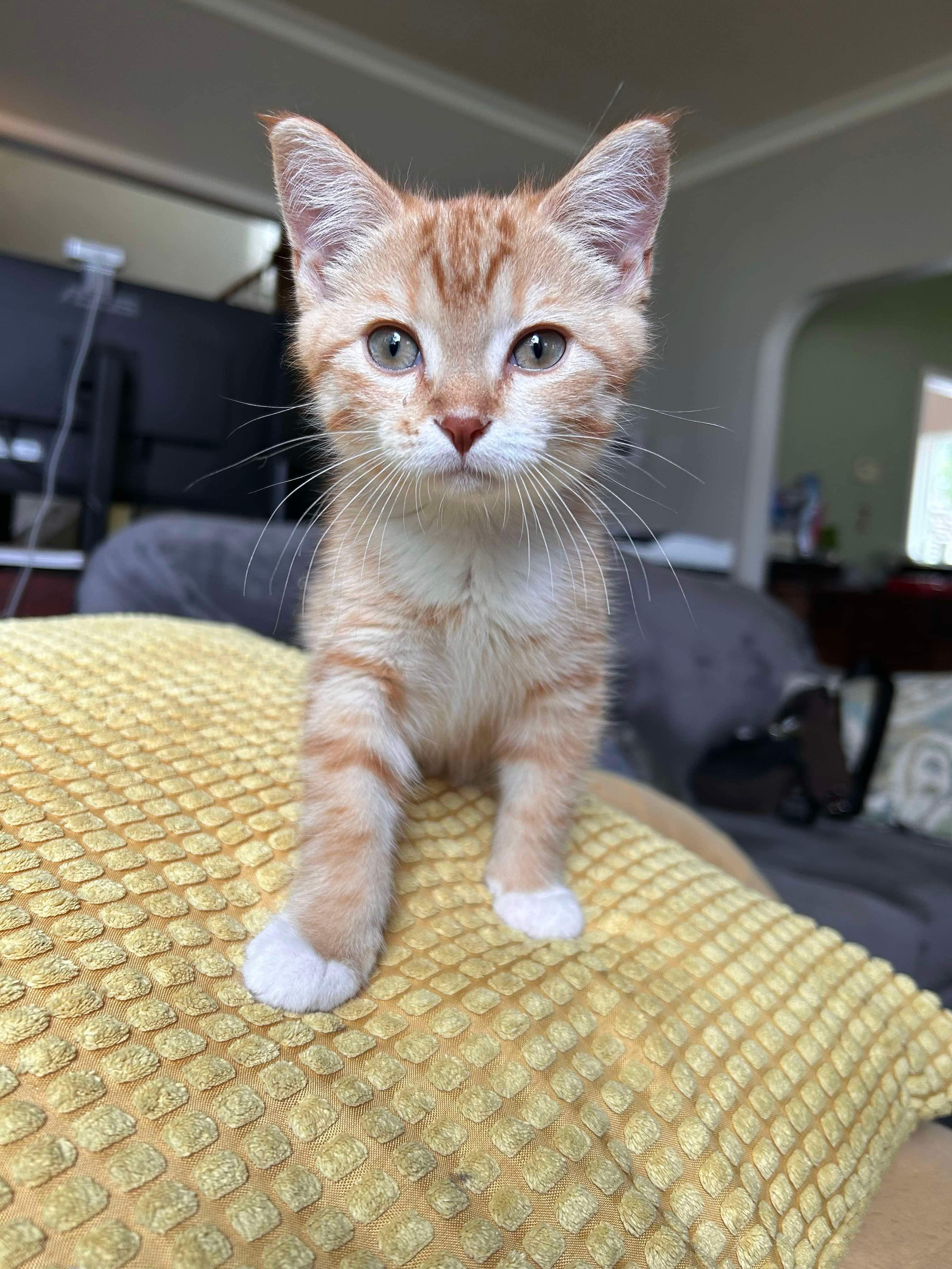 Cat for adoption Sadi Peach, a Domestic Short Hair Mix in Steinbach