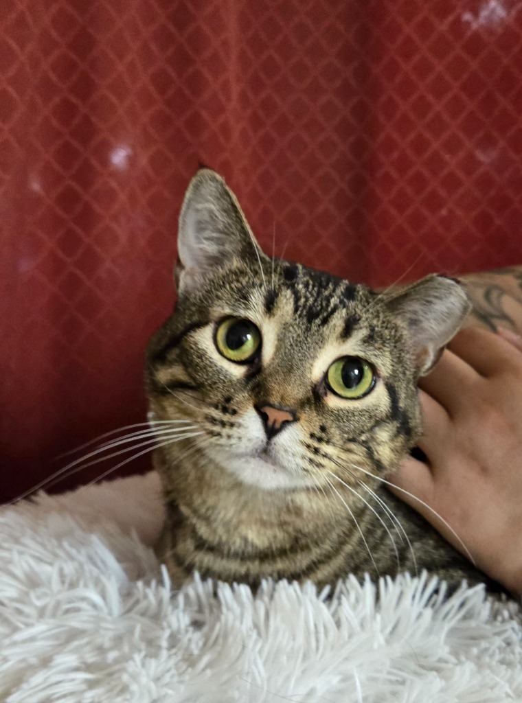 Miso