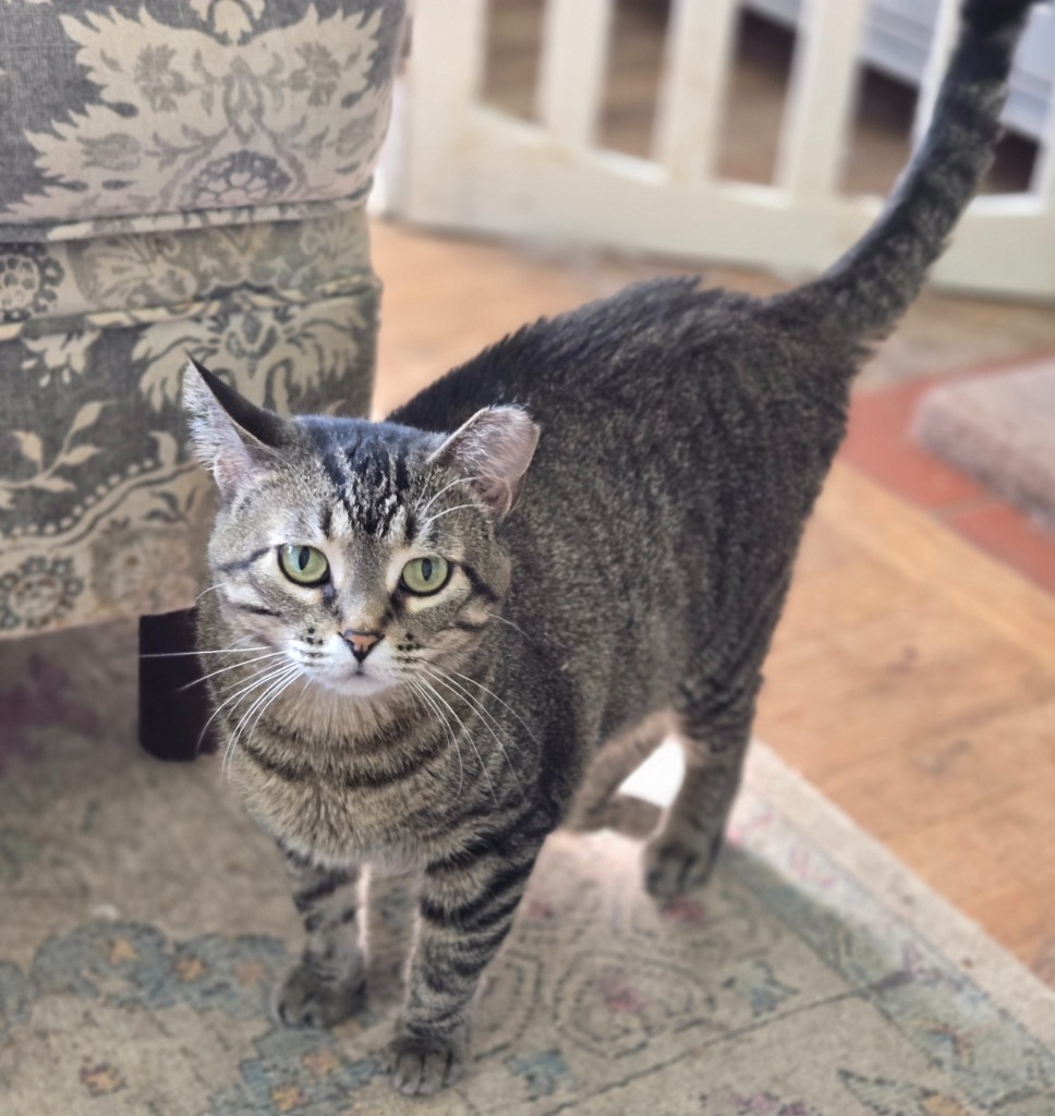 Miso
