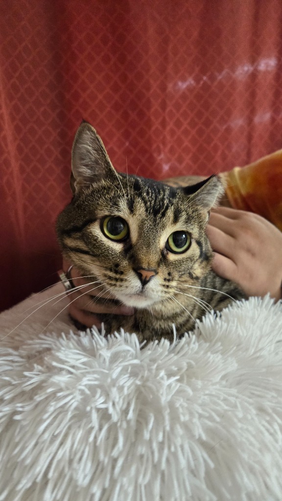 Miso