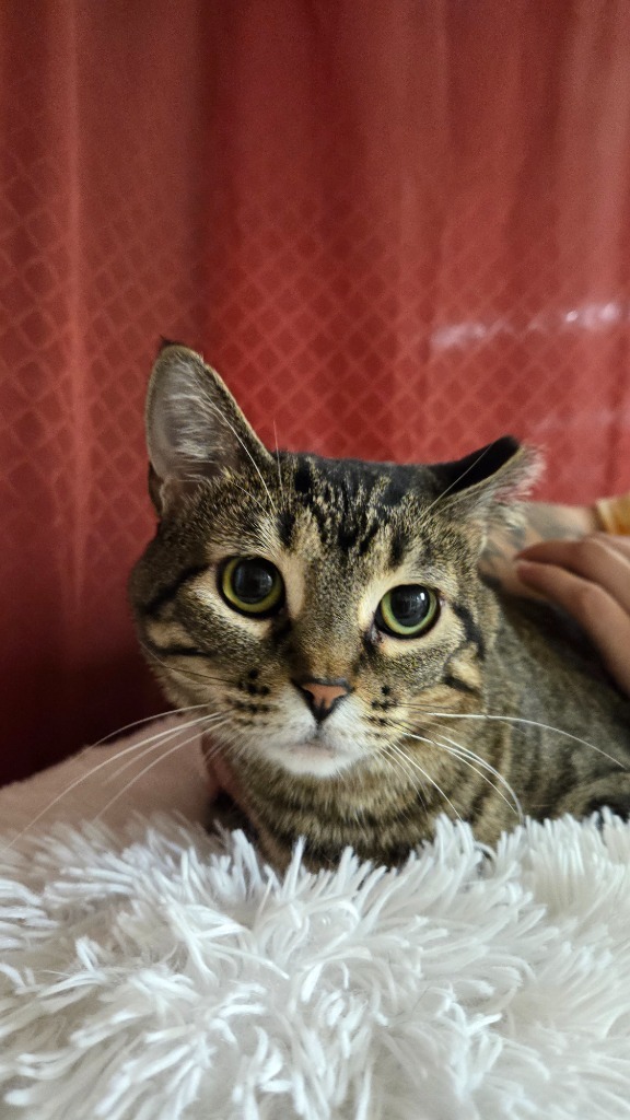 Miso