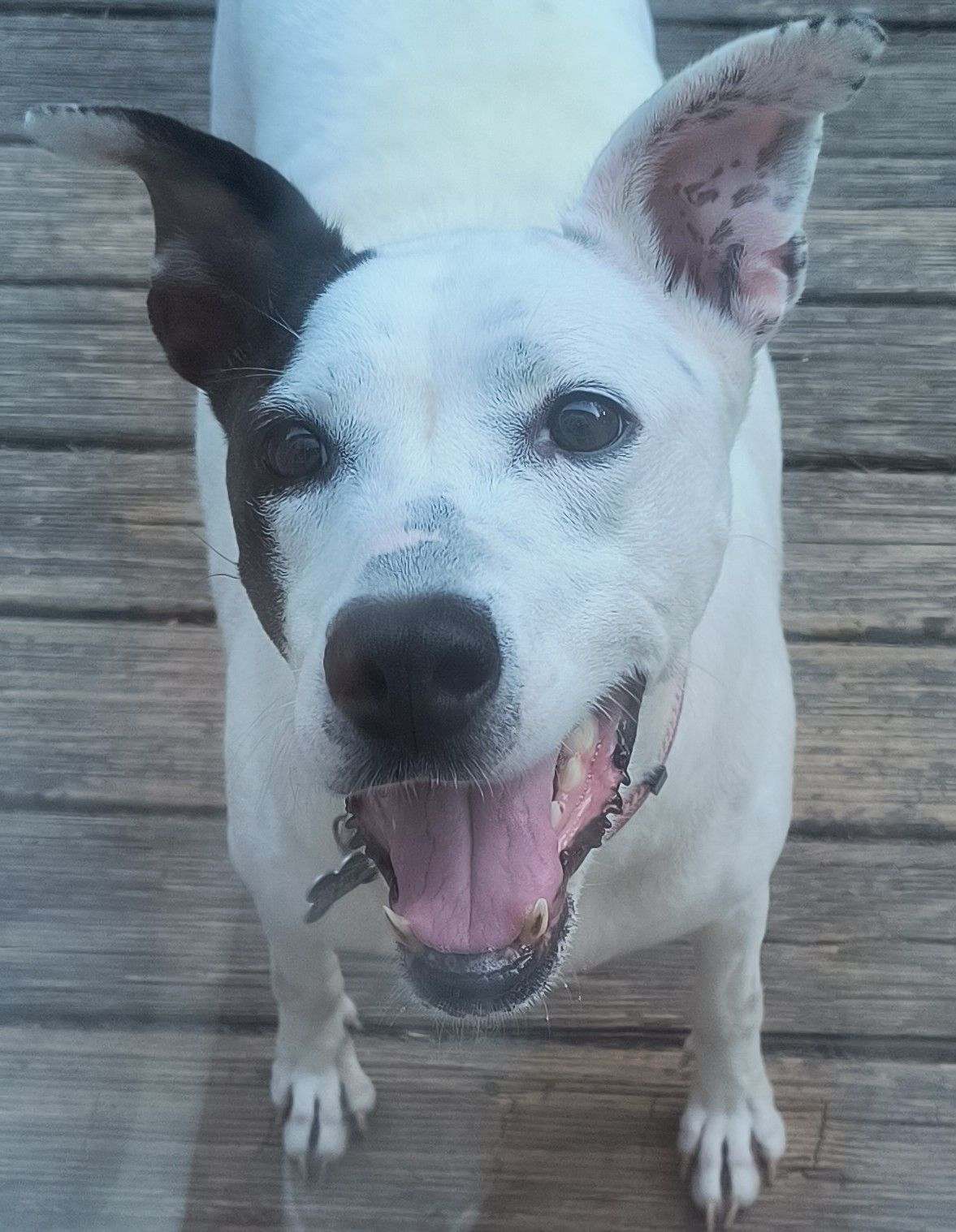 Dreamy, an adoptable American Foxhound in Raleigh, NC, 27616 | Photo Image 7