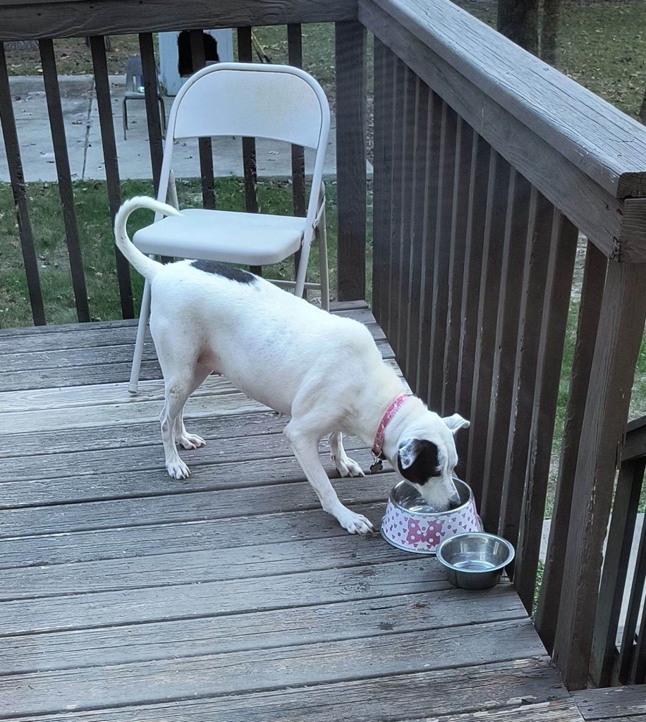 Dreamy, an adoptable American Foxhound in Raleigh, NC, 27616 | Photo Image 8