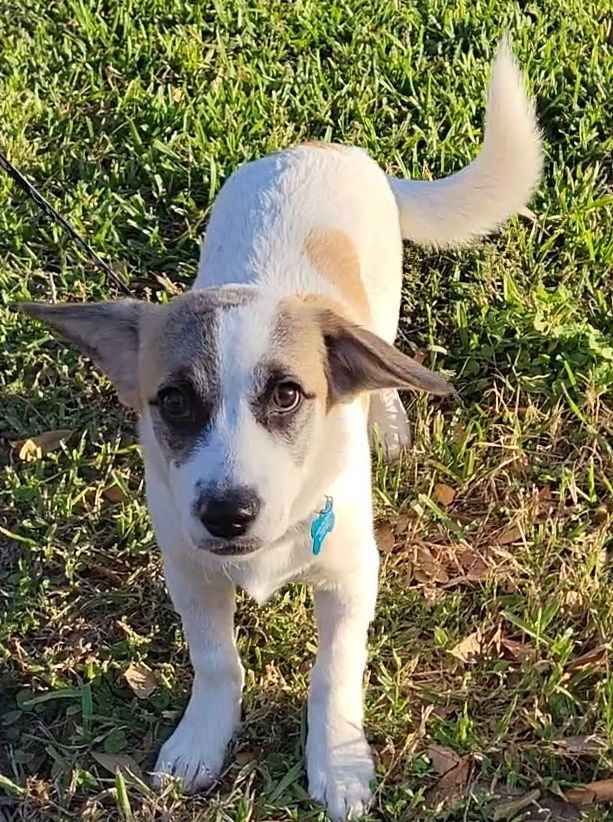 Auberon, an adoptable Papillon, Spaniel in Rosenberg, TX, 77471 | Photo Image 1