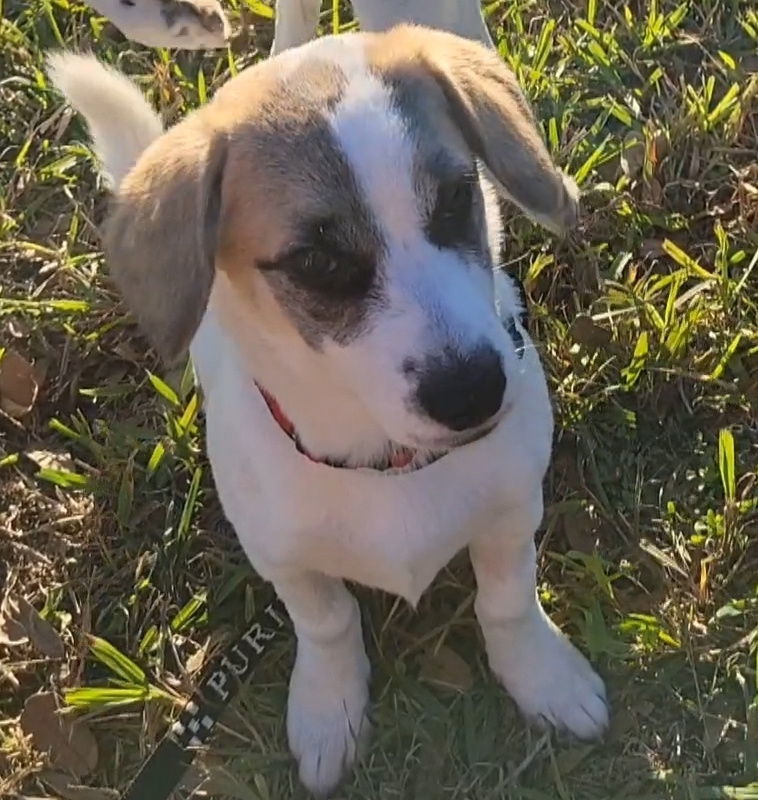 Auberon, an adoptable Papillon, Spaniel in Rosenberg, TX, 77471 | Photo Image 2