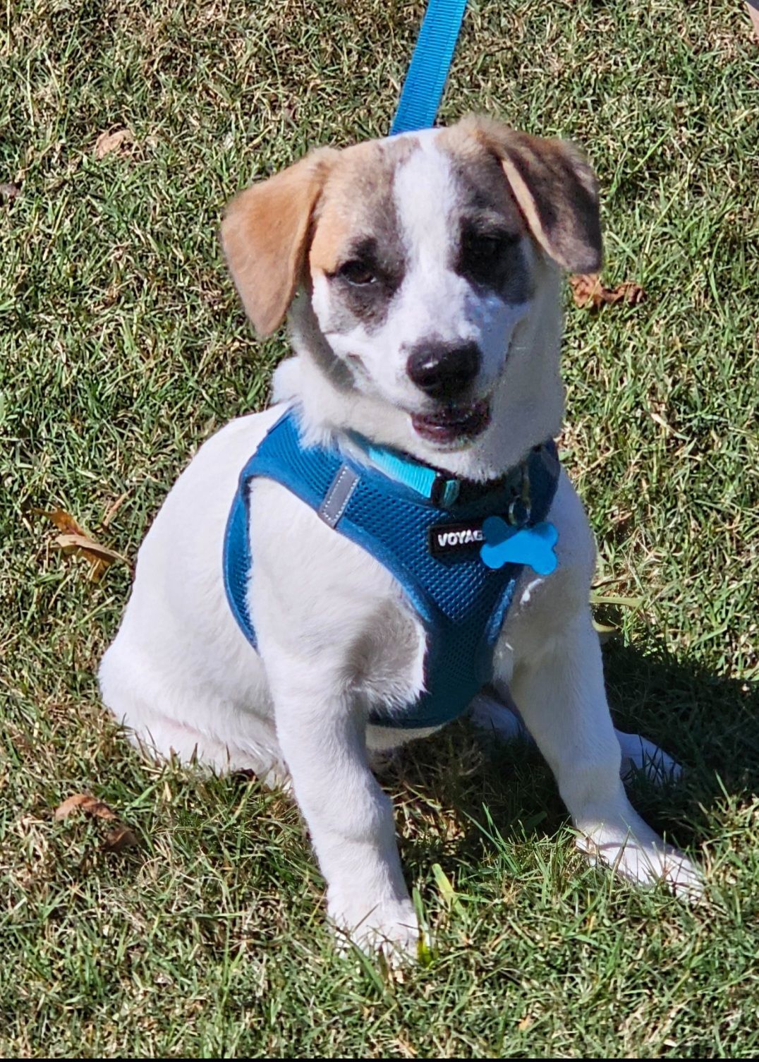 Auberon, an adoptable Papillon, Spaniel in Rosenberg, TX, 77471 | Photo Image 3