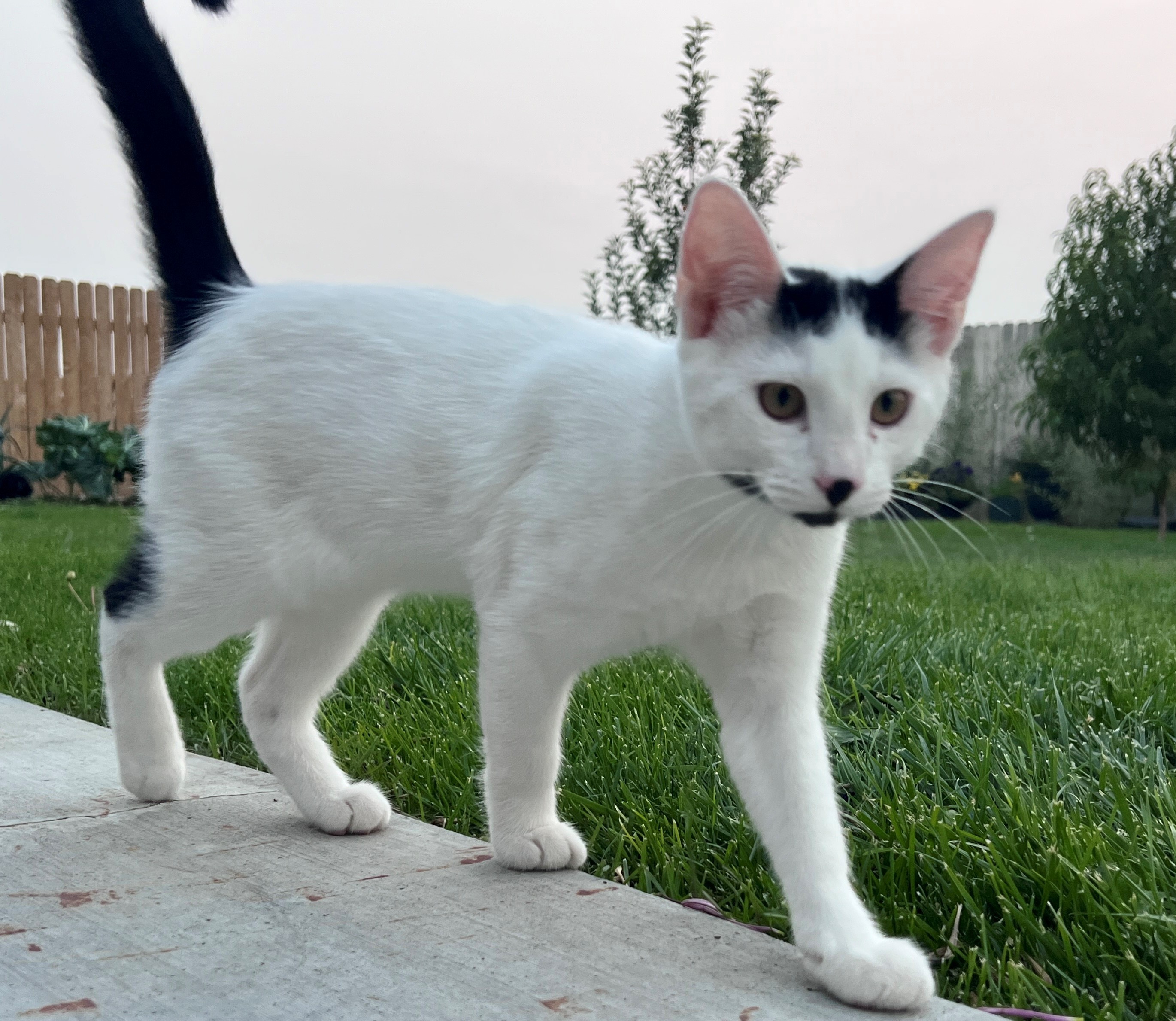 Dakota, an adoptable Domestic Short Hair in Twin Falls, ID, 83301 | Photo Image 2