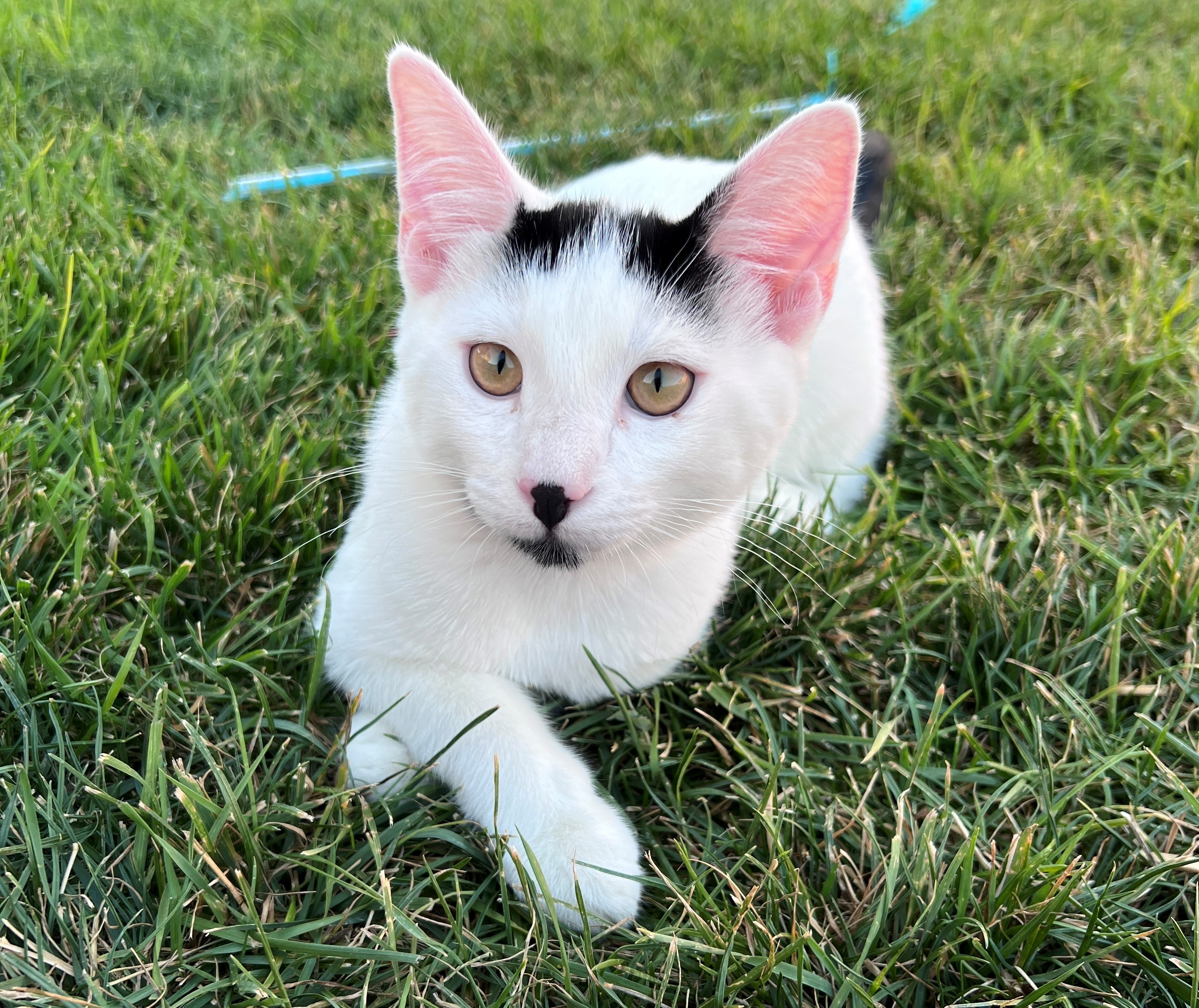 Dakota, an adoptable Domestic Short Hair in Twin Falls, ID, 83301 | Photo Image 3