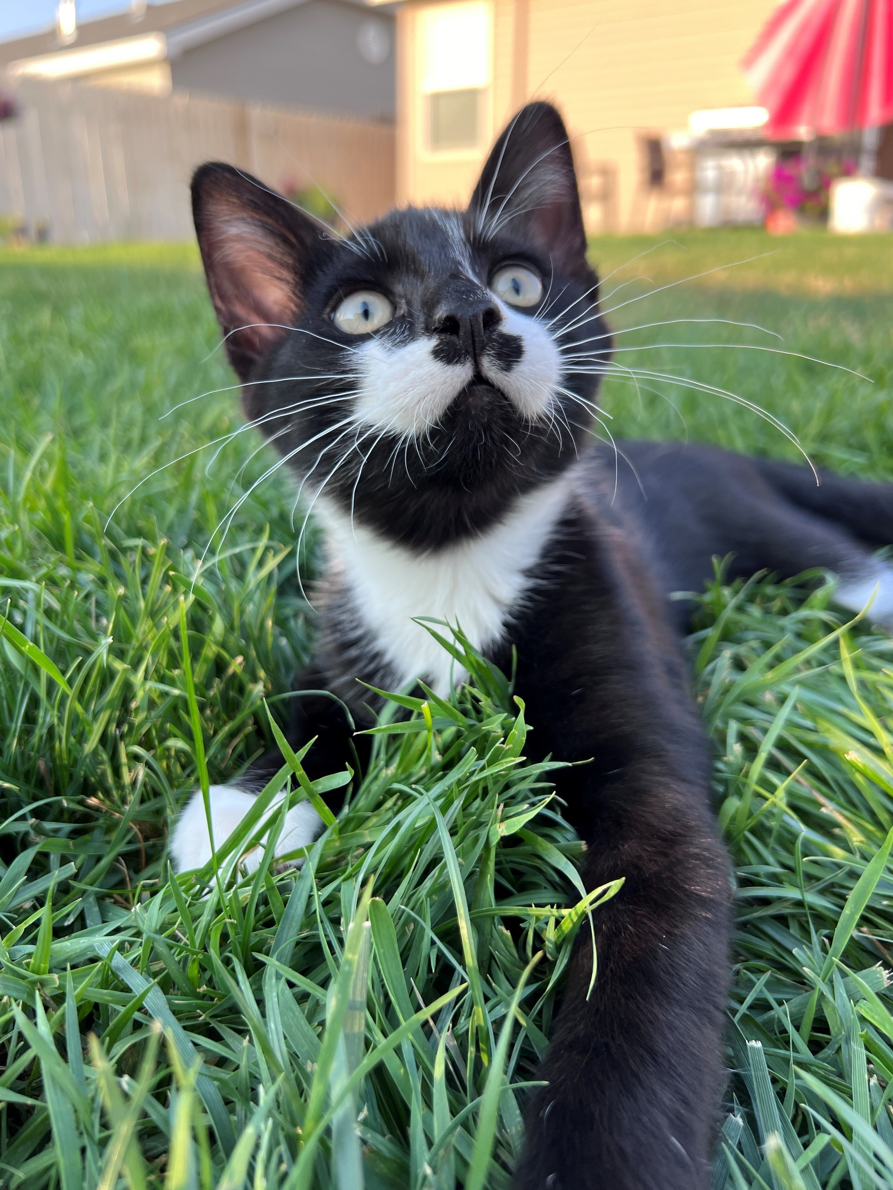 Dali, an adoptable Domestic Short Hair in Twin Falls, ID, 83301 | Photo Image 1