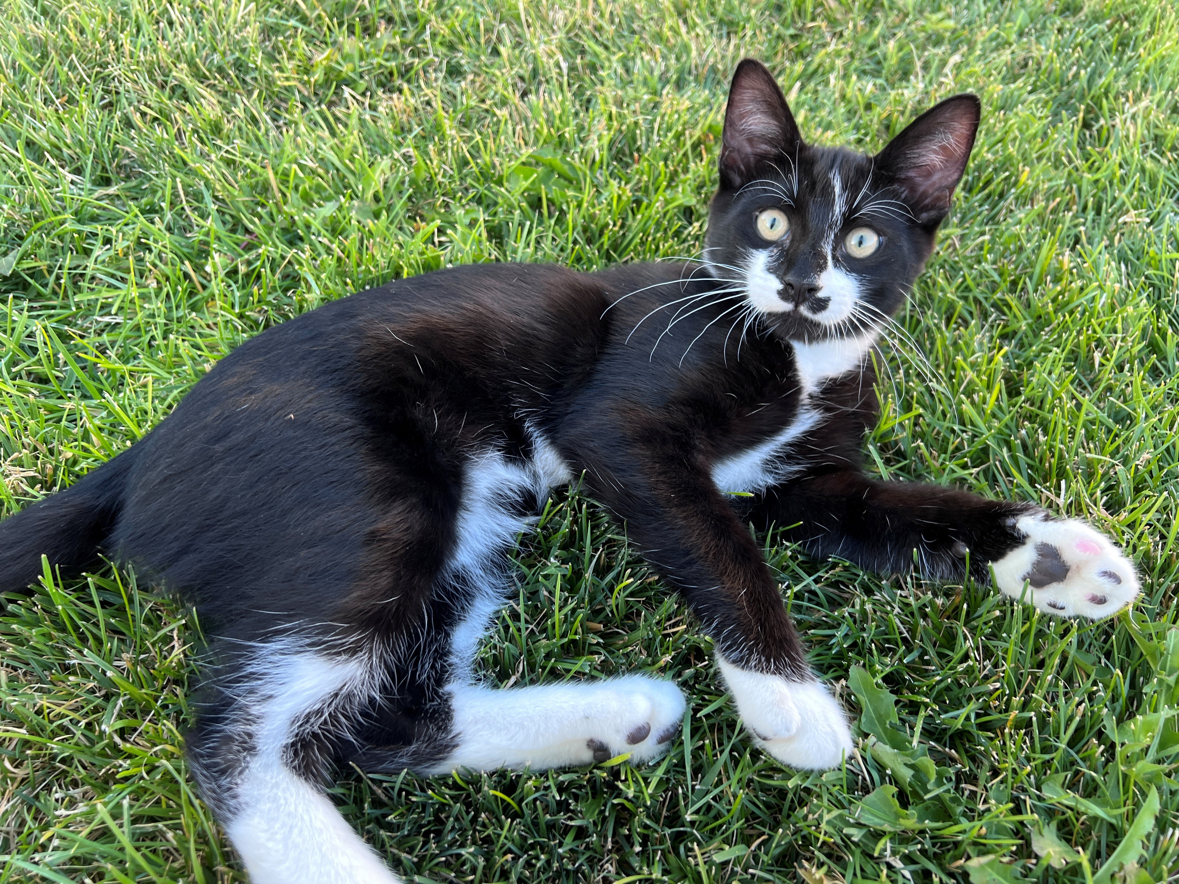 Dali, an adoptable Domestic Short Hair in Twin Falls, ID, 83301 | Photo Image 2