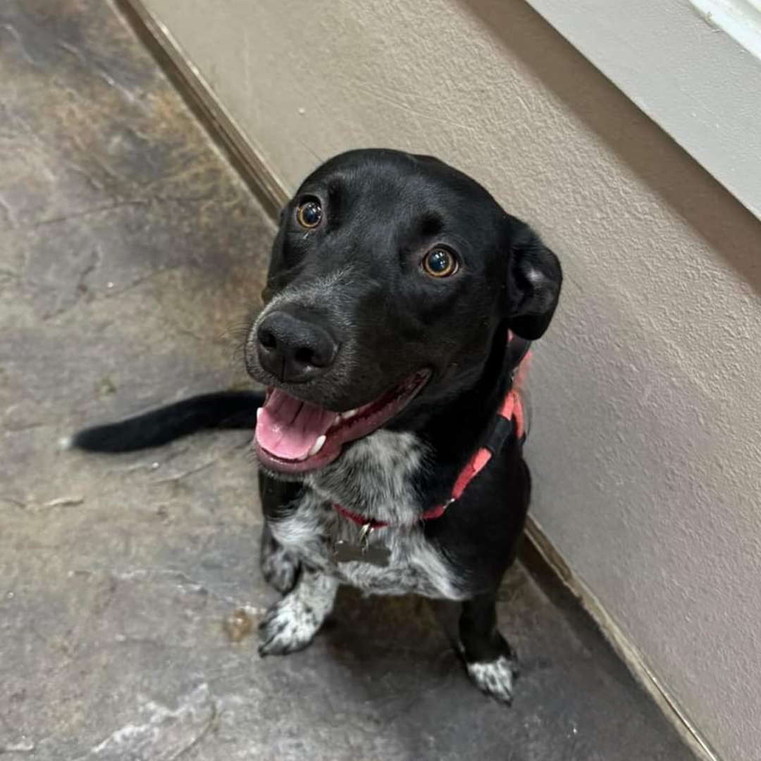 Aria, an adoptable Australian Cattle Dog / Blue Heeler in Twin Falls, ID, 83301 | Photo Image 2