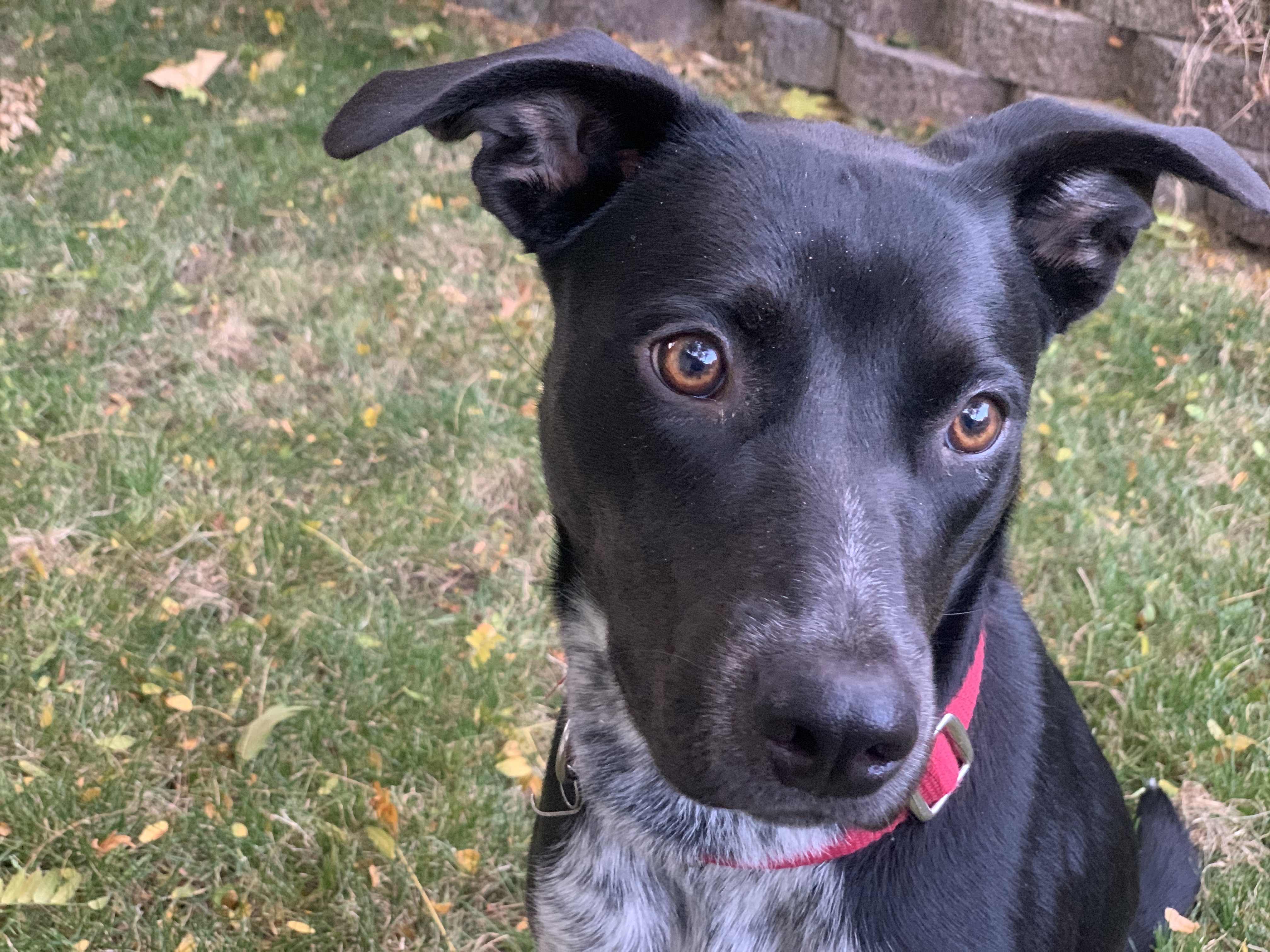 Aria, an adoptable Australian Cattle Dog / Blue Heeler in Twin Falls, ID, 83301 | Photo Image 3