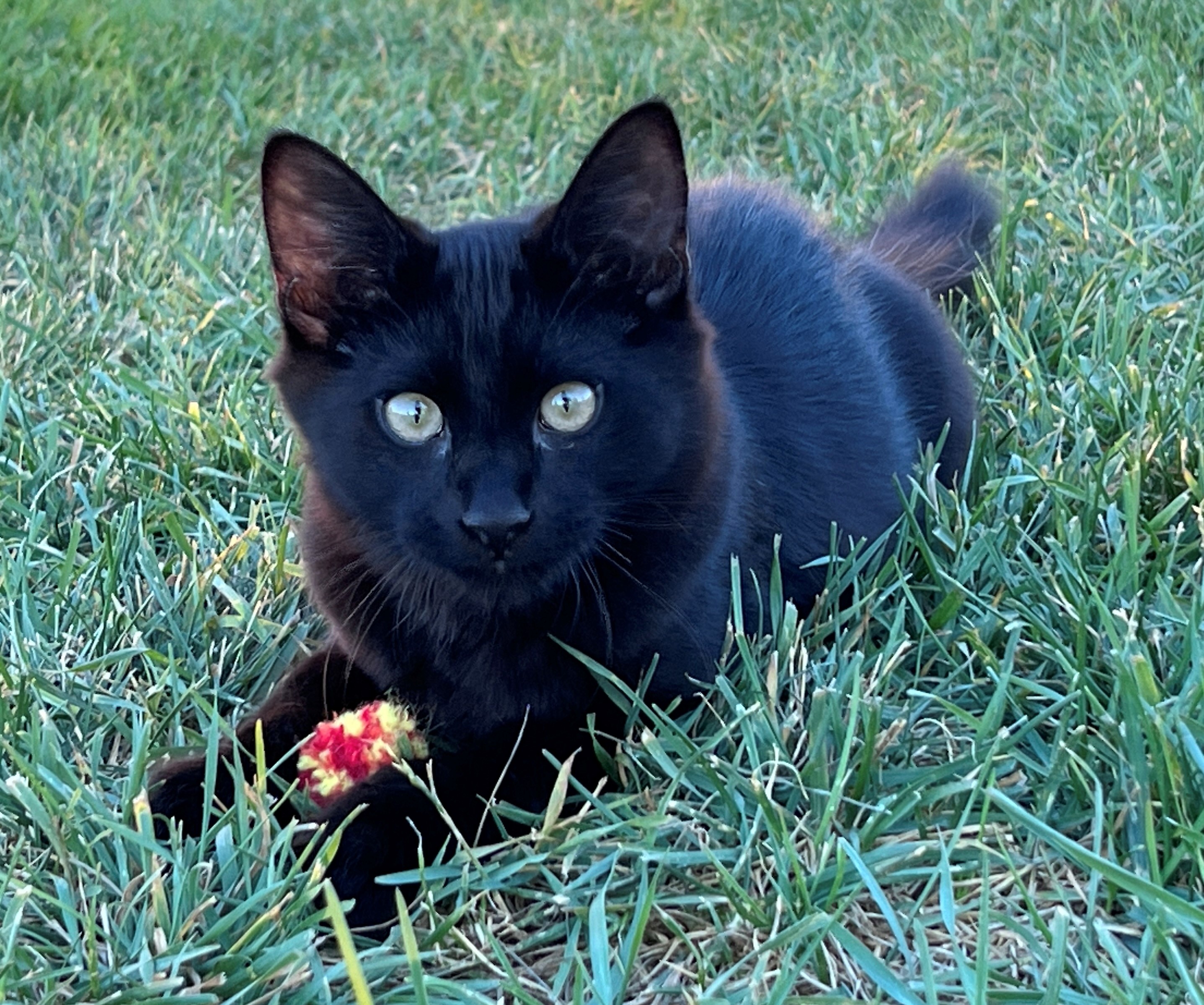 Whiskey, an adoptable Domestic Medium Hair in Twin Falls, ID, 83301 | Photo Image 1