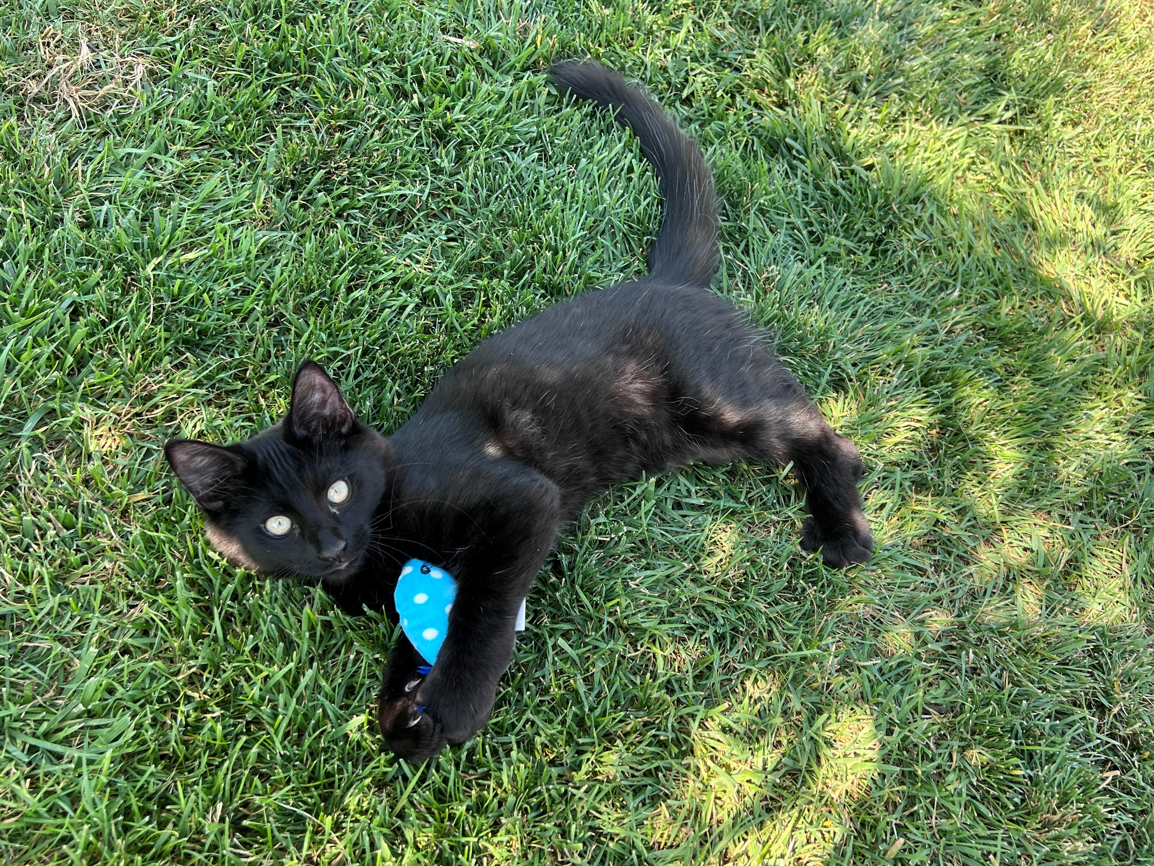 Whiskey, an adoptable Domestic Medium Hair in Twin Falls, ID, 83301 | Photo Image 2