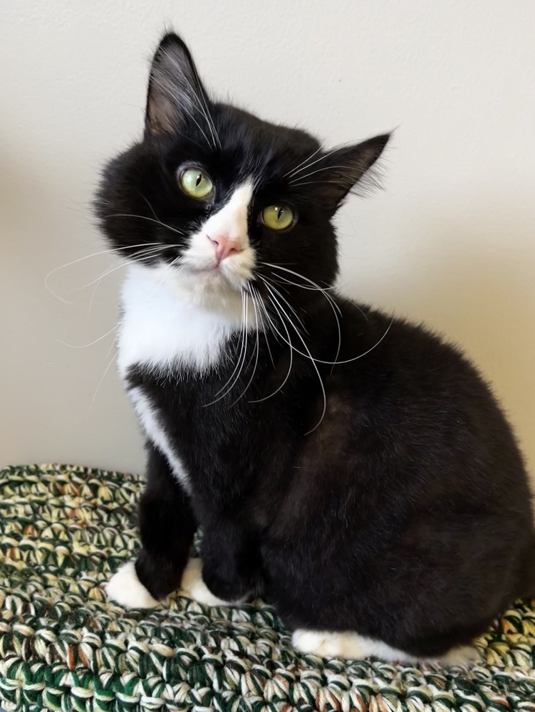 Sylvester, an adoptable Domestic Long Hair in Bemidji, MN, 56601 | Photo Image 1