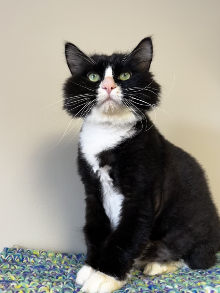 Sylvester, an adoptable Domestic Long Hair in Bemidji, MN, 56601 | Photo Image 2