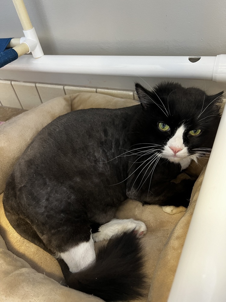 Sylvester, an adoptable Domestic Long Hair in Bemidji, MN, 56601 | Photo Image 3