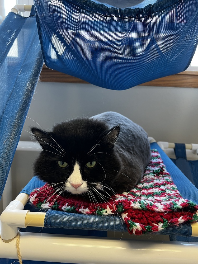 Sylvester, an adoptable Domestic Long Hair in Bemidji, MN, 56601 | Photo Image 4