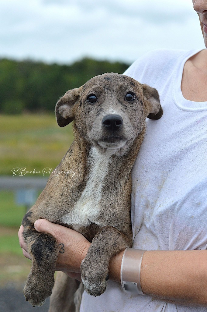 Charlotte - Adoptable, an adoptable Affenpinscher, Mixed Breed in Chickamauga , GA, 30707 | Photo Image 1