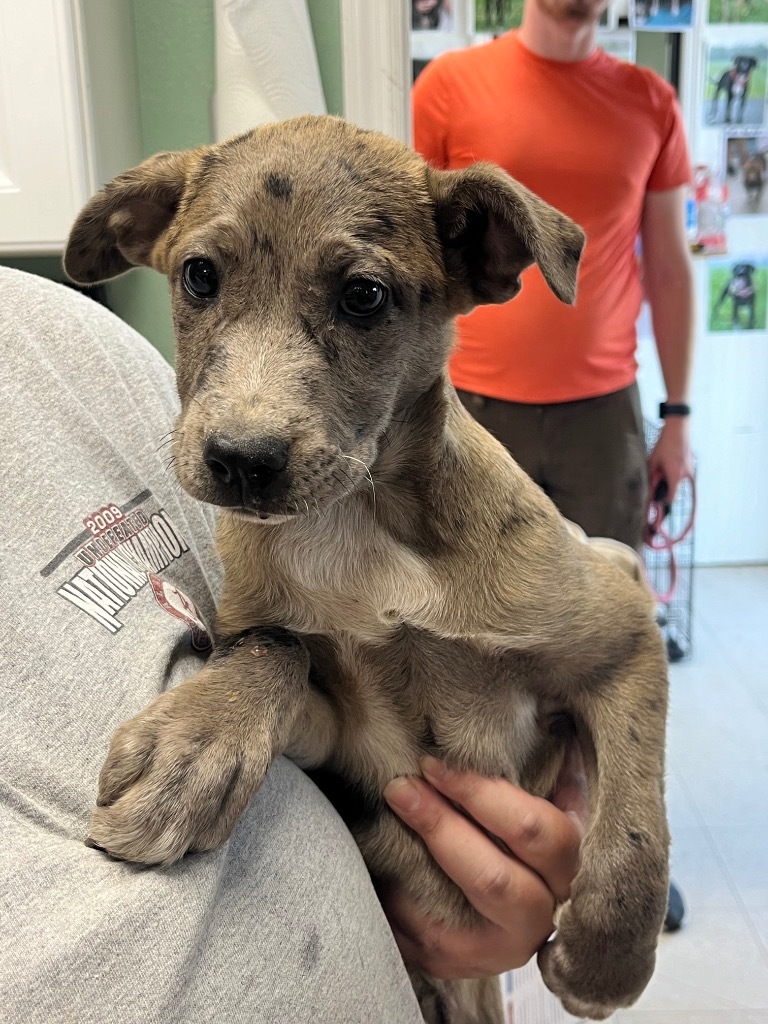 Charlotte - Adoptable, an adoptable Affenpinscher, Mixed Breed in Chickamauga , GA, 30707 | Photo Image 2