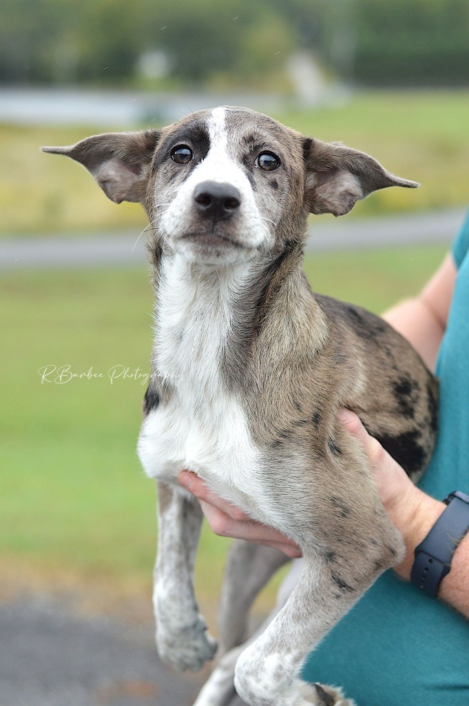 Chelsie - Adoptable, an adoptable Affenpinscher, Mixed Breed in Chickamauga , GA, 30707 | Photo Image 1