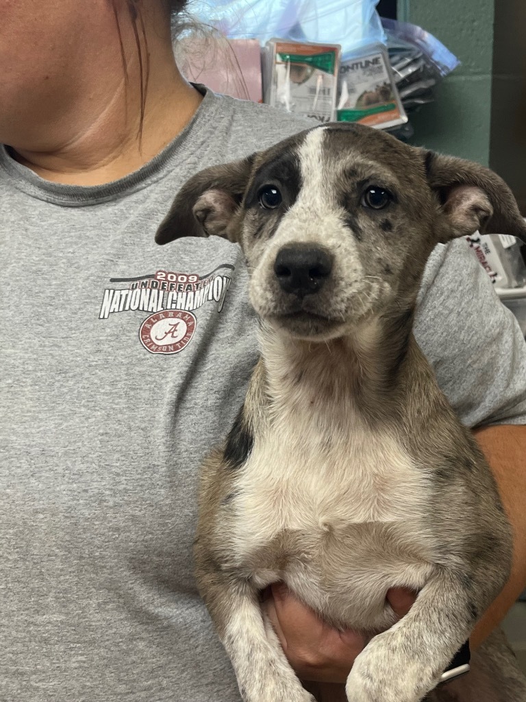 Chelsie - Adoptable, an adoptable Affenpinscher, Mixed Breed in Chickamauga , GA, 30707 | Photo Image 2