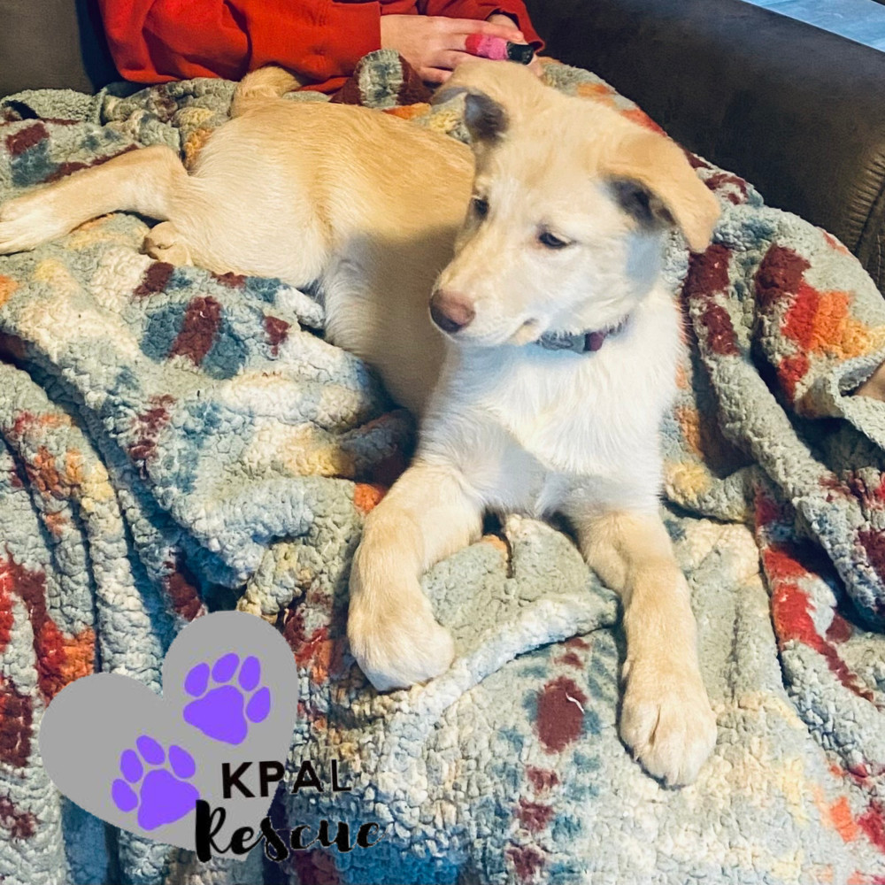 Forty Eight - Harley Davidson Litter, an adoptable German Shepherd Dog, Mixed Breed in Kenai, AK, 99611 | Photo Image 1