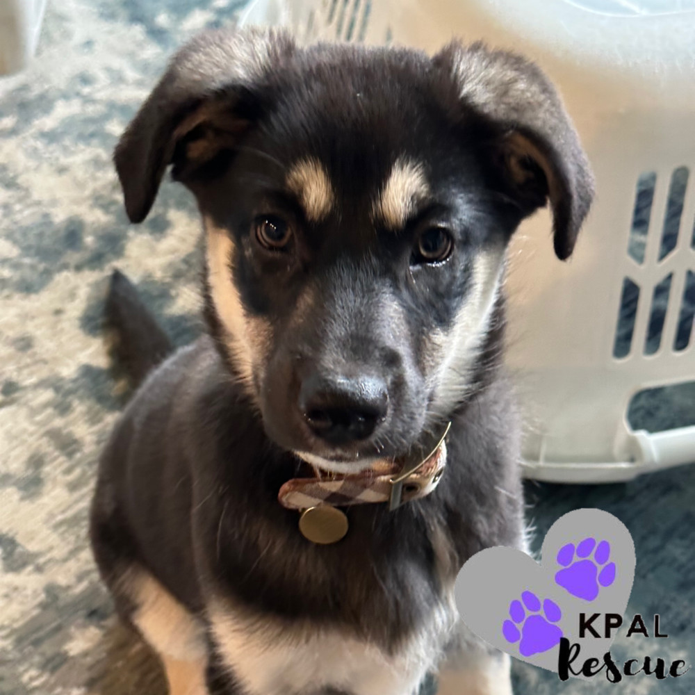 Nightster - Harley Davidson Litter, an adoptable German Shepherd Dog, Mixed Breed in Kenai, AK, 99611 | Photo Image 1