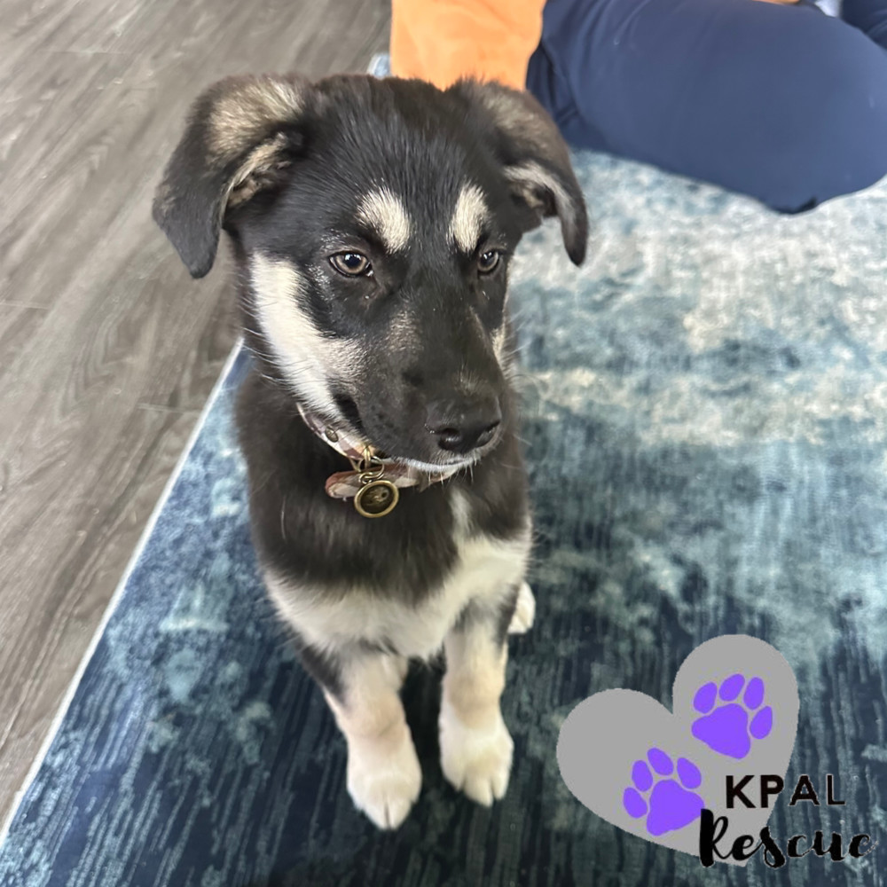 Nightster - Harley Davidson Litter, an adoptable German Shepherd Dog, Mixed Breed in Kenai, AK, 99611 | Photo Image 3