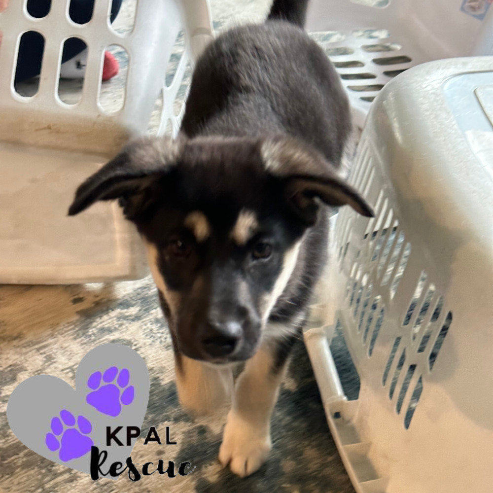 Nightster - Harley Davidson Litter, an adoptable German Shepherd Dog, Mixed Breed in Kenai, AK, 99611 | Photo Image 4