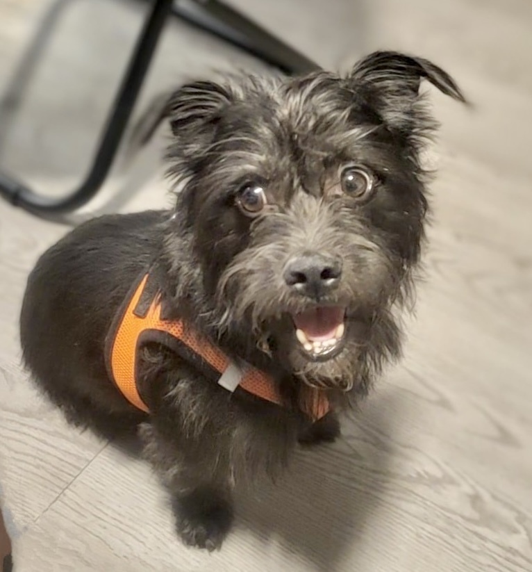 Bruiser, an adoptable Terrier, Affenpinscher in Boulder, CO, 80305 | Photo Image 1