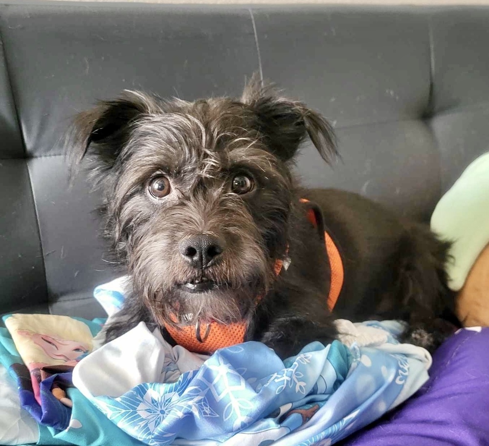 Bruiser, an adoptable Terrier, Affenpinscher in Boulder, CO, 80305 | Photo Image 2