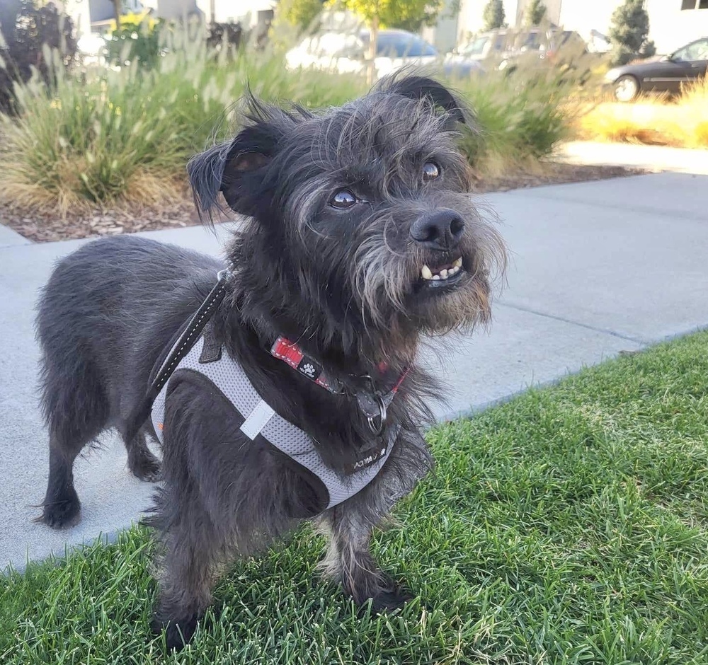 Bruiser, an adoptable Terrier, Affenpinscher in Boulder, CO, 80305 | Photo Image 3