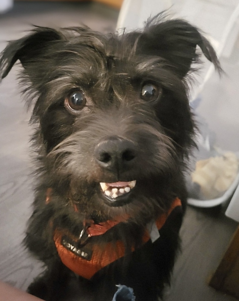 Bruiser, an adoptable Terrier, Affenpinscher in Boulder, CO, 80305 | Photo Image 5