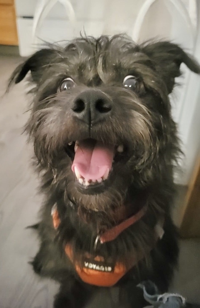 Bruiser, an adoptable Terrier, Affenpinscher in Boulder, CO, 80305 | Photo Image 6