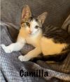 Camilla photo 3
