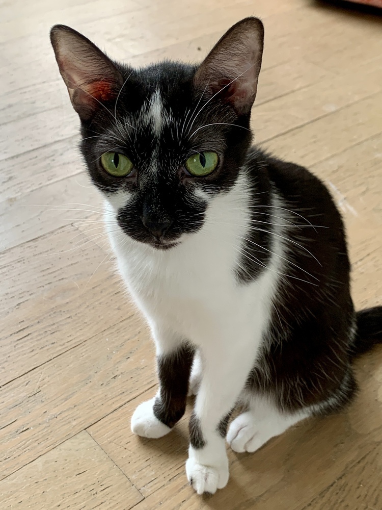 Opie (bonded pair with Ellie)