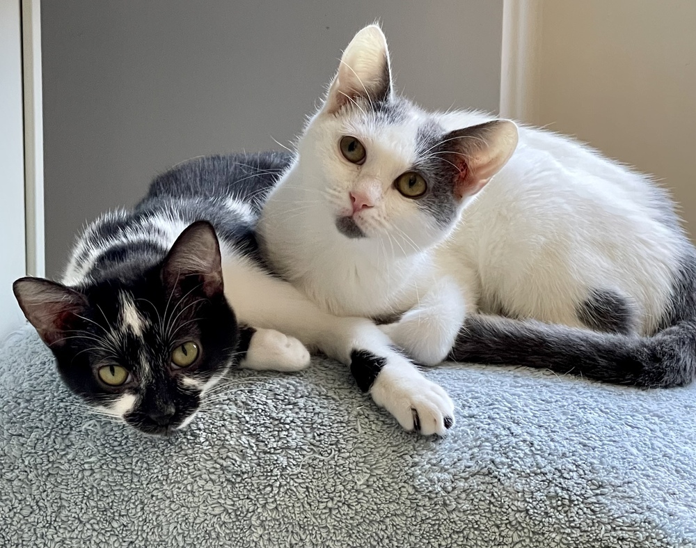Opie (bonded pair with Ellie)