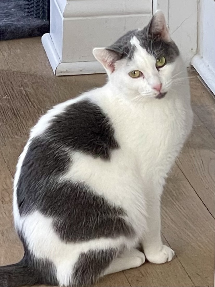 Opie (bonded pair with Ellie)
