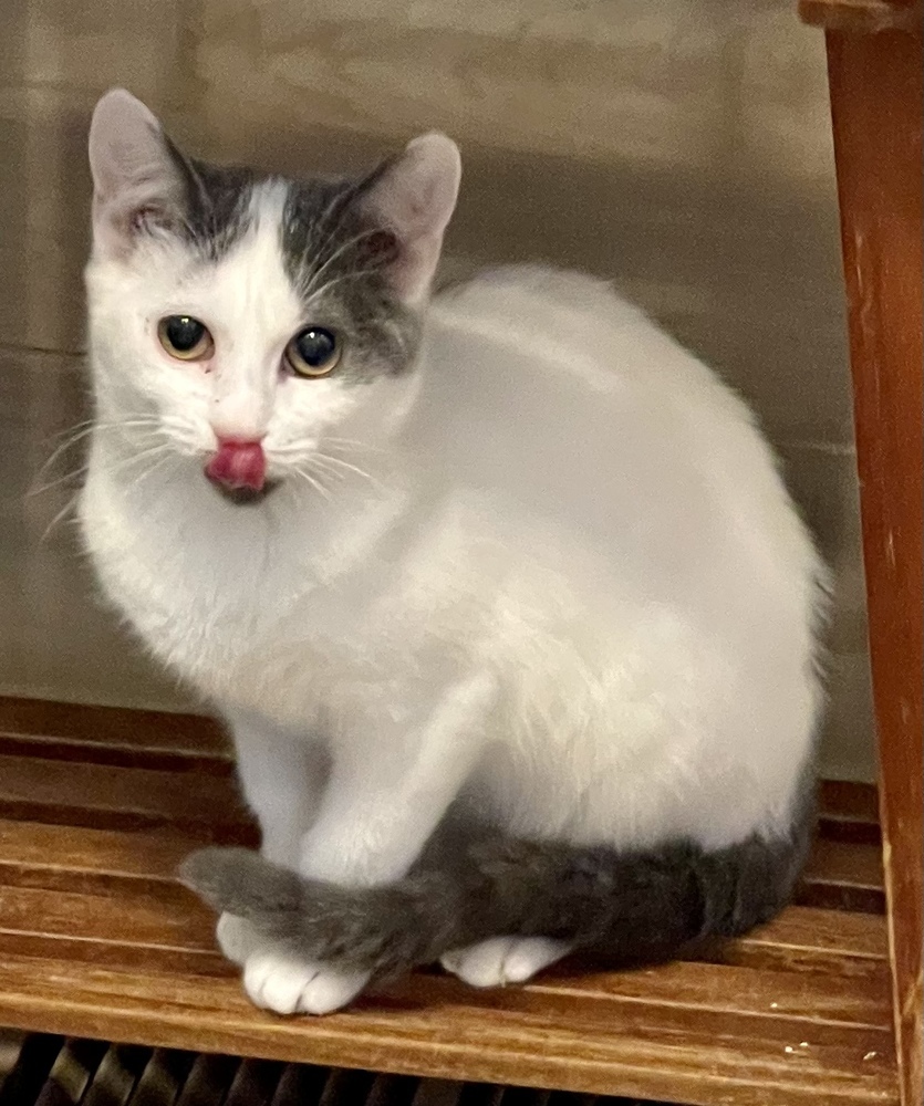 Opie (bonded pair with Ellie)