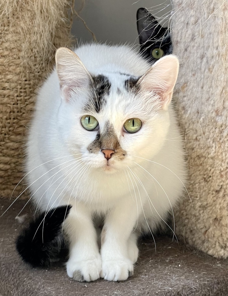 Opie (bonded pair with Ellie)