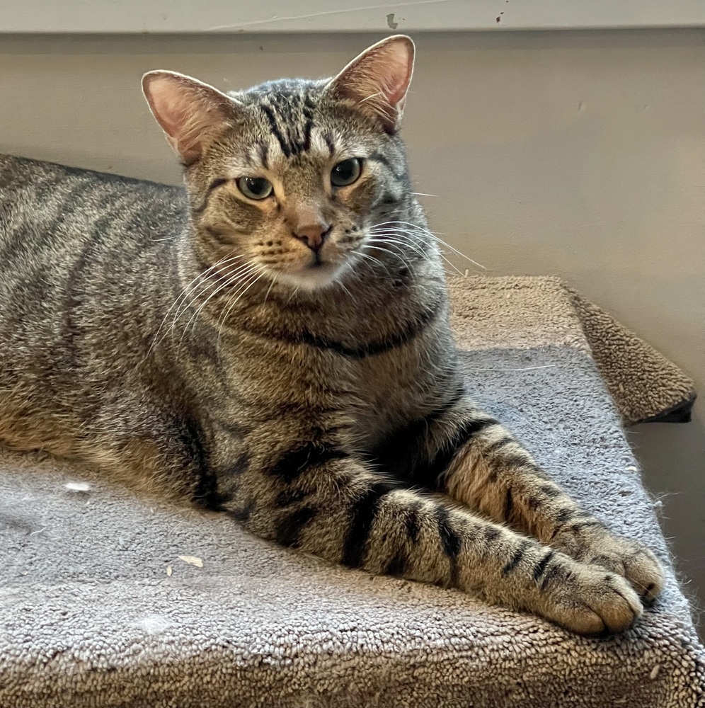 Kimalu (bonded pair with Grey)