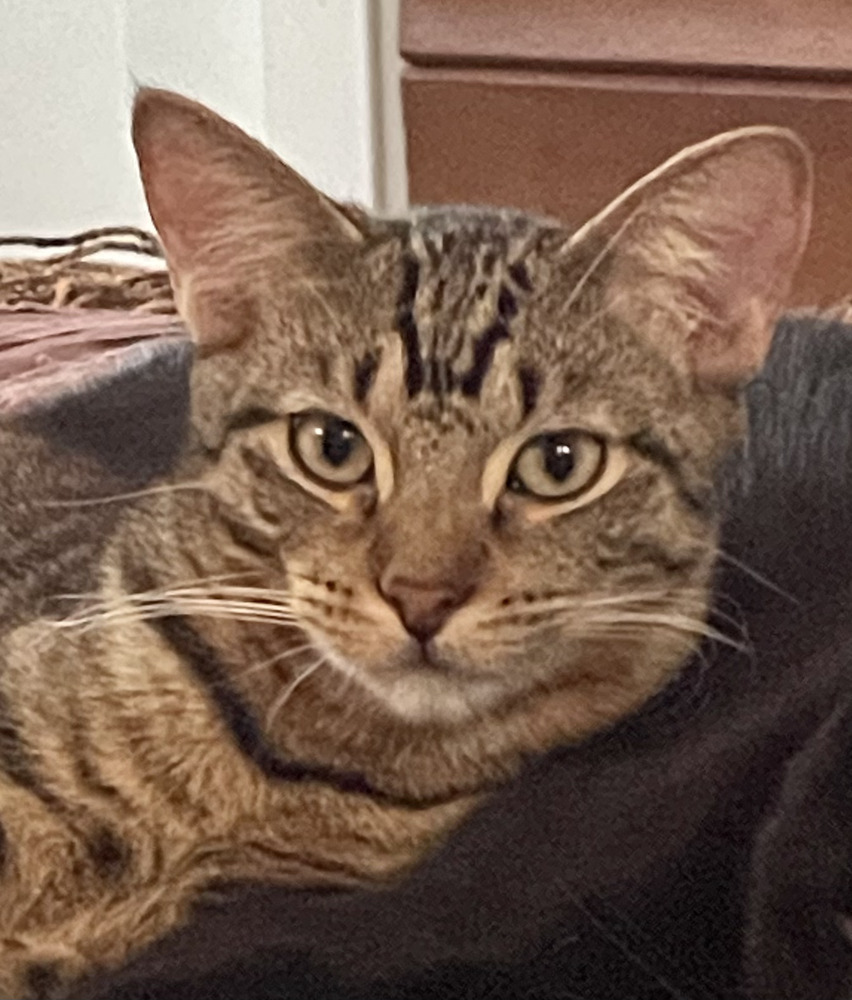 Kimalu (bonded pair with Grey)