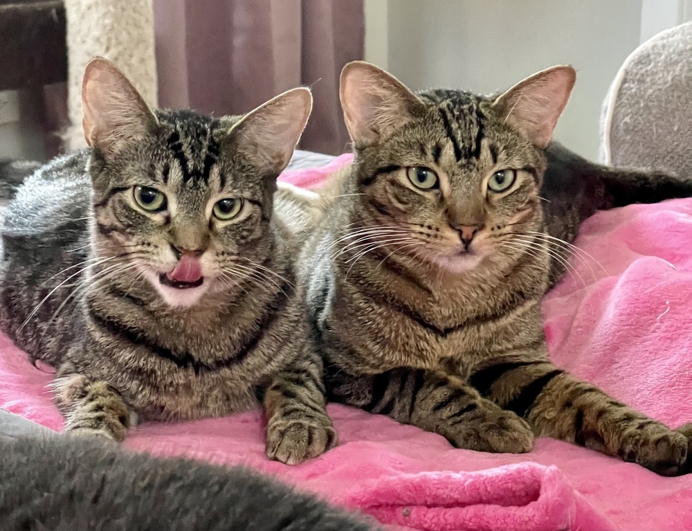 Kimalu (bonded pair with Grey)