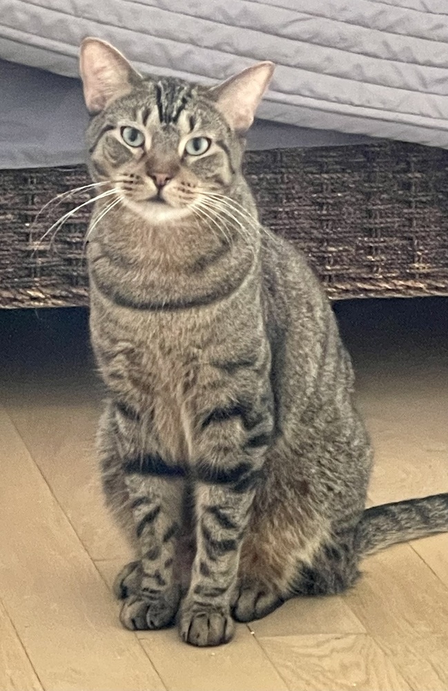 Kimalu (bonded pair with Grey)