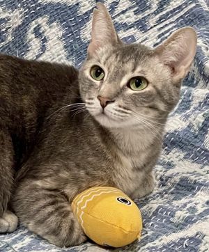 Erika, Young Female Tabby