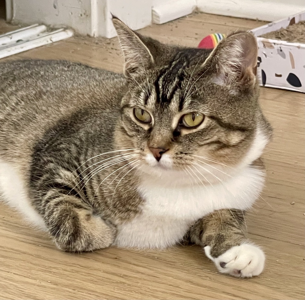 Pebbles