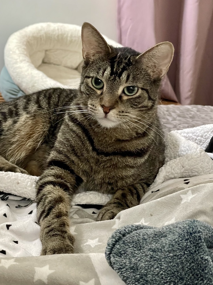 Grey (bonded pair with Kimalu)