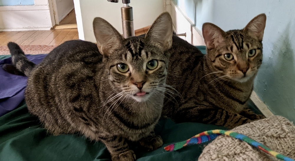Grey (bonded pair with Kimalu)