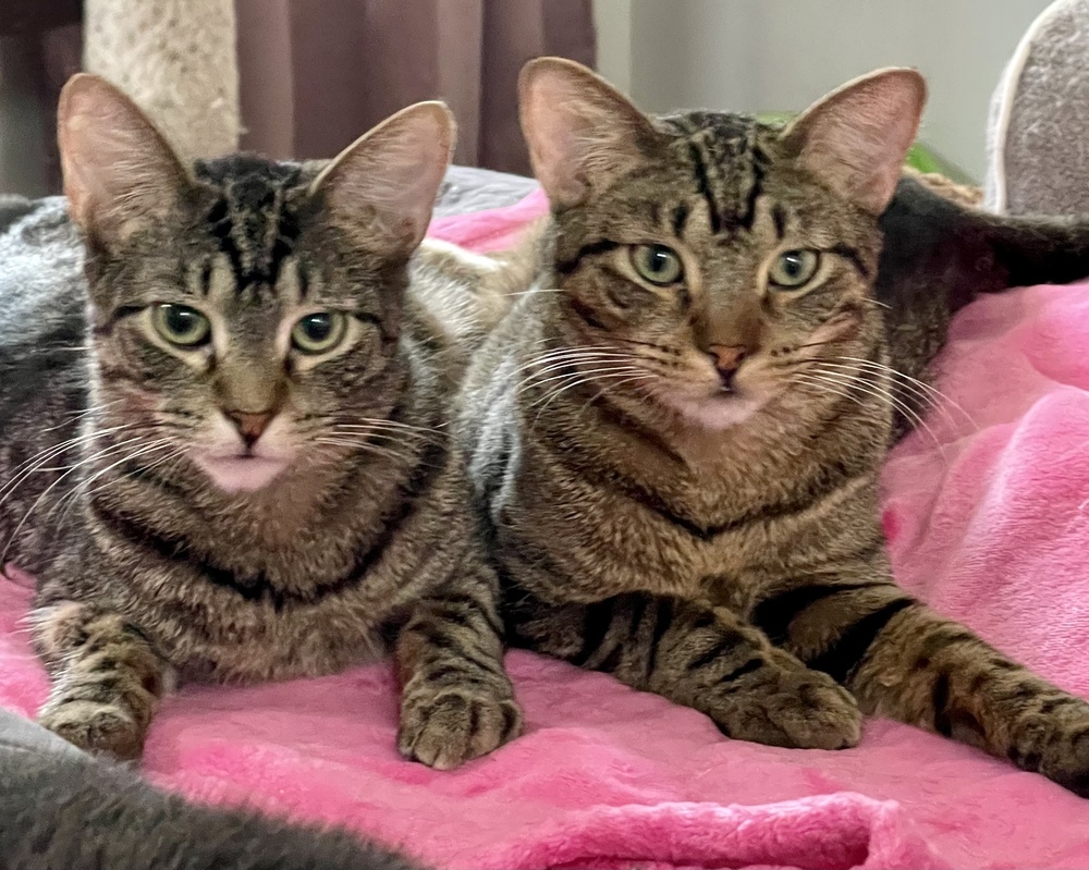 Grey (bonded pair with Kimalu)